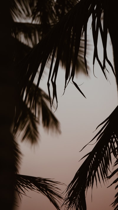 椰树剪影